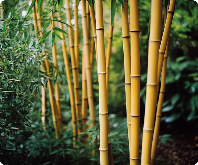 Bamboo